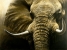 Close encounter - African elephant