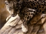 African Leopard