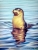 Curiosity-Australian sealion