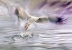 Feather, air, water-Silver gull