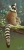 Forest sanctuary-Ringtailed lemur