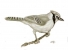 Blue Jay