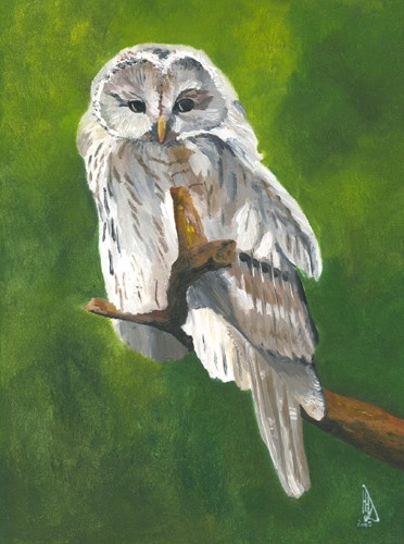 Ural Owl Ural Owl