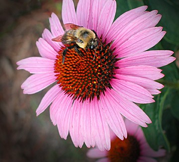Bee on Flower Bee on Flower