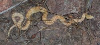 snake