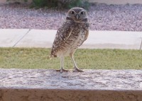 owl