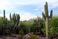 Desert Botanical Gardens 1