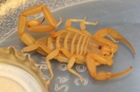 Scorpian