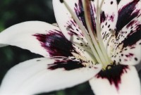 Purple & White Day Lily Purple & White Day Lily
