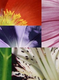 Flower Montage Flower Montage