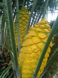 Giant Pineapples in the Forest