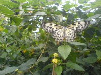 Idea Leucone