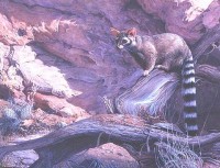 Northern Cacomistle