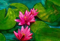 Water Lilies