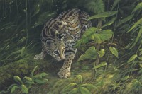Rainforest Phantom