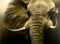 Close encounter - African elephant
