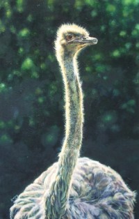 The Ostrich, oil (2004)
