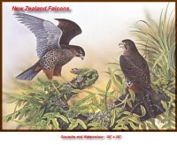 NZ Falcons