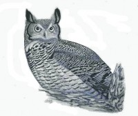 Great Horned Owl Great Horned Owl