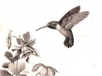 Rubythroat Hummingbird Rubythroat Hummingbird