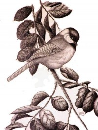 A-Flirtin'- Blackcapped Chickadee