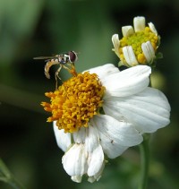Collecting Pollen