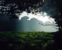 Shadowy Wood