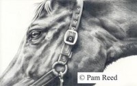 graphite pencil portrait of a horse