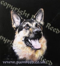 German Shepherd in oils.