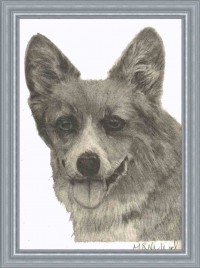 Corgi Portrait