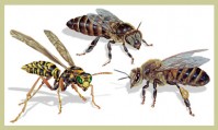 Things That Sting