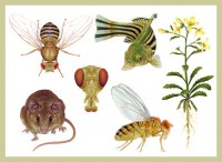 Scientific Illustrations