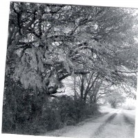 Clark's  moss-laden tree landscape