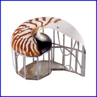 natural nautilus seashell box