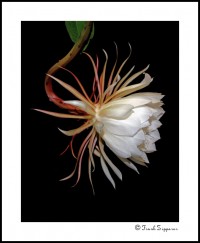 Queen of the Night