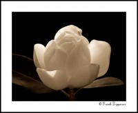 Sepia Magnolia