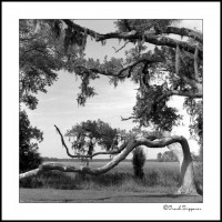 Marshland