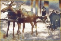 Moose - Historical Photo Restoration