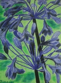 Back in Black Agapanthus