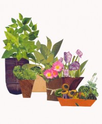 plants in a pot collage plants in a pot collage
