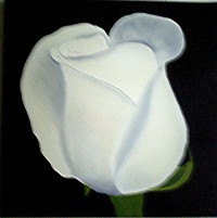 white rose on black
