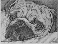 Pen &amp;amp; Ink Dog Portrait