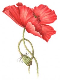 Broadmoor Poppy