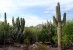 Desert Botanical Gardens 1
