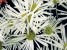 Starburst Flower