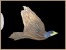 flight