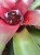 Neoregelia flowers
