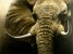 Close encounter - African elephant