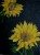 Sunflowers/acrylic on chunky canvas