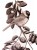 A-Flirtin'- Blackcapped Chickadee